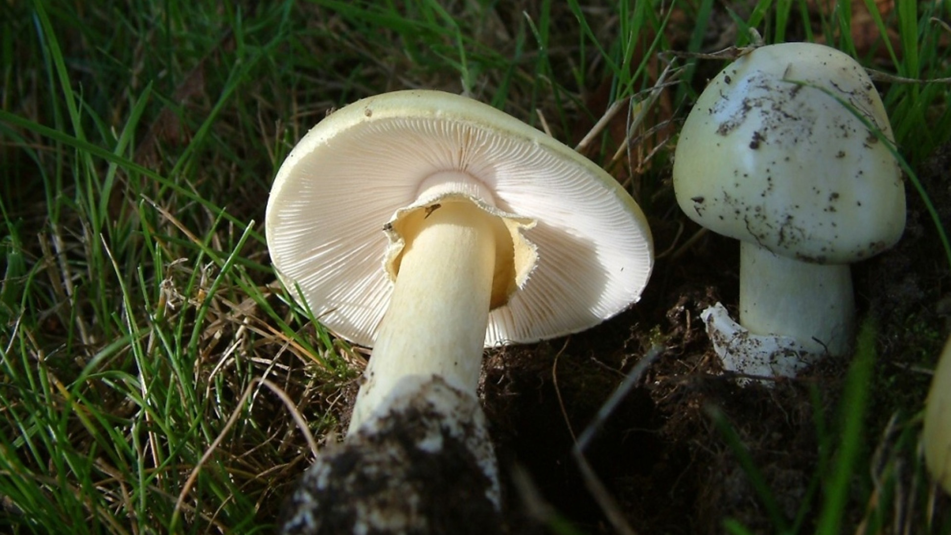 Les champignons sauvages qui auraient causé un triple homicide en Australie peuvent également être trouvés dans les forêts canadiennes.