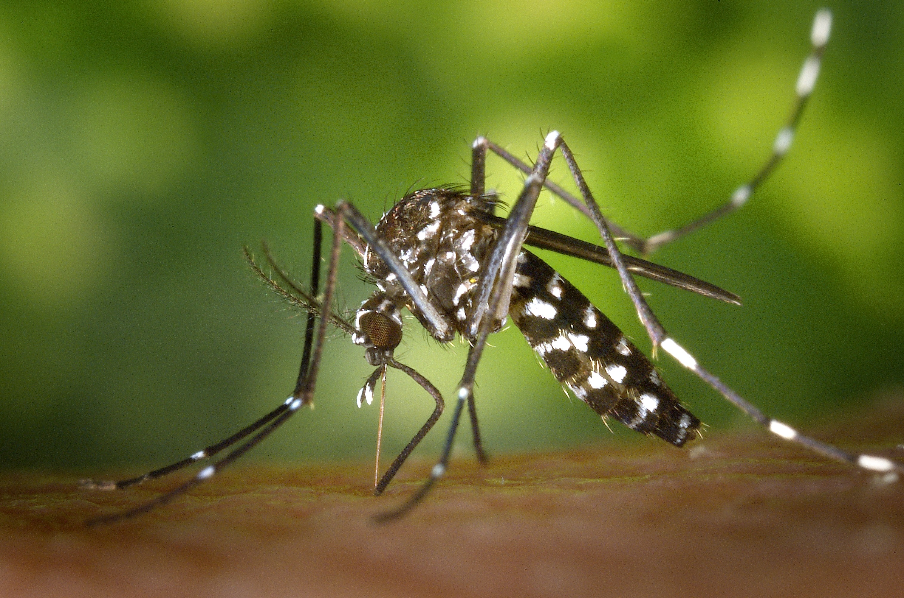 Des tests récents ont confirmé la présence du virus du Nil occidental sur des moustiques à Ottawa.