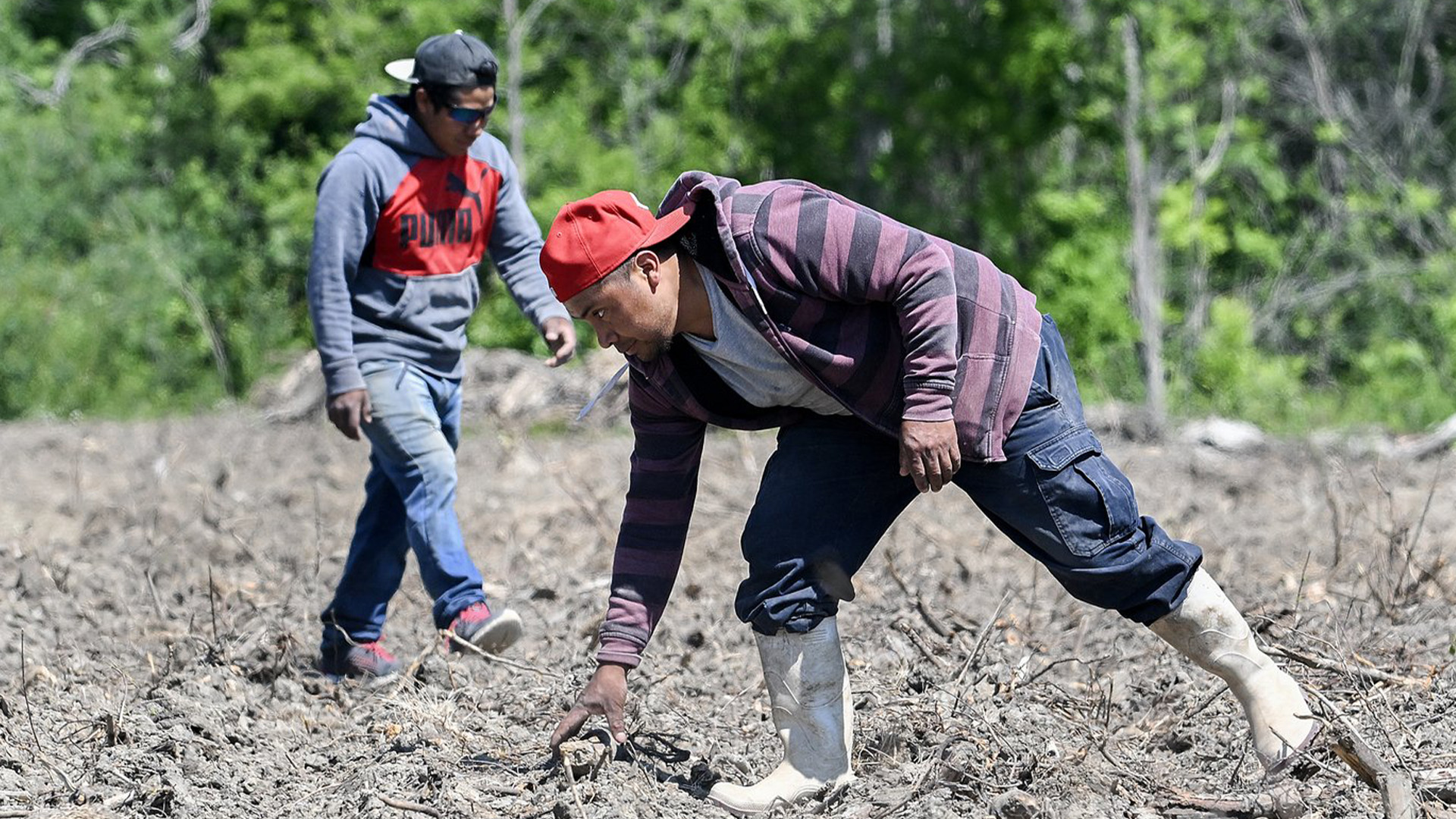 Jerson Sipac Larios, à gauche, et Angel Anibal Colon Sanum, tous deux travailleurs étrangers temporaires du Guatemala, défrichent un champ en vue des semis de maïs-grain à la ferme Quinn à Notre-Dame-de-l'Île-Perrot, à l'ouest de Montréal, dimanche. 4 juin 2023.