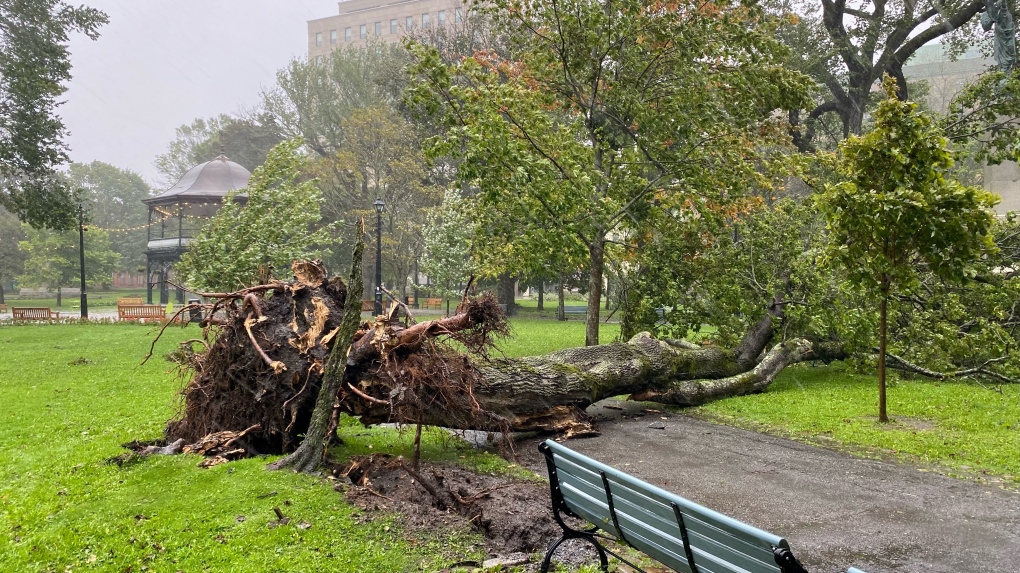 À Kings Square, à Saint John, au Nouveau-Brunswick, un grand arbre a été renversé alors que la tempête post-tropicale Lee se dirige vers la région.