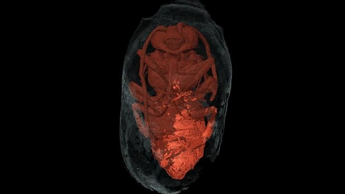 Microtomographie par rayons X d'un mâle Eucera à l'intérieur de son nid.