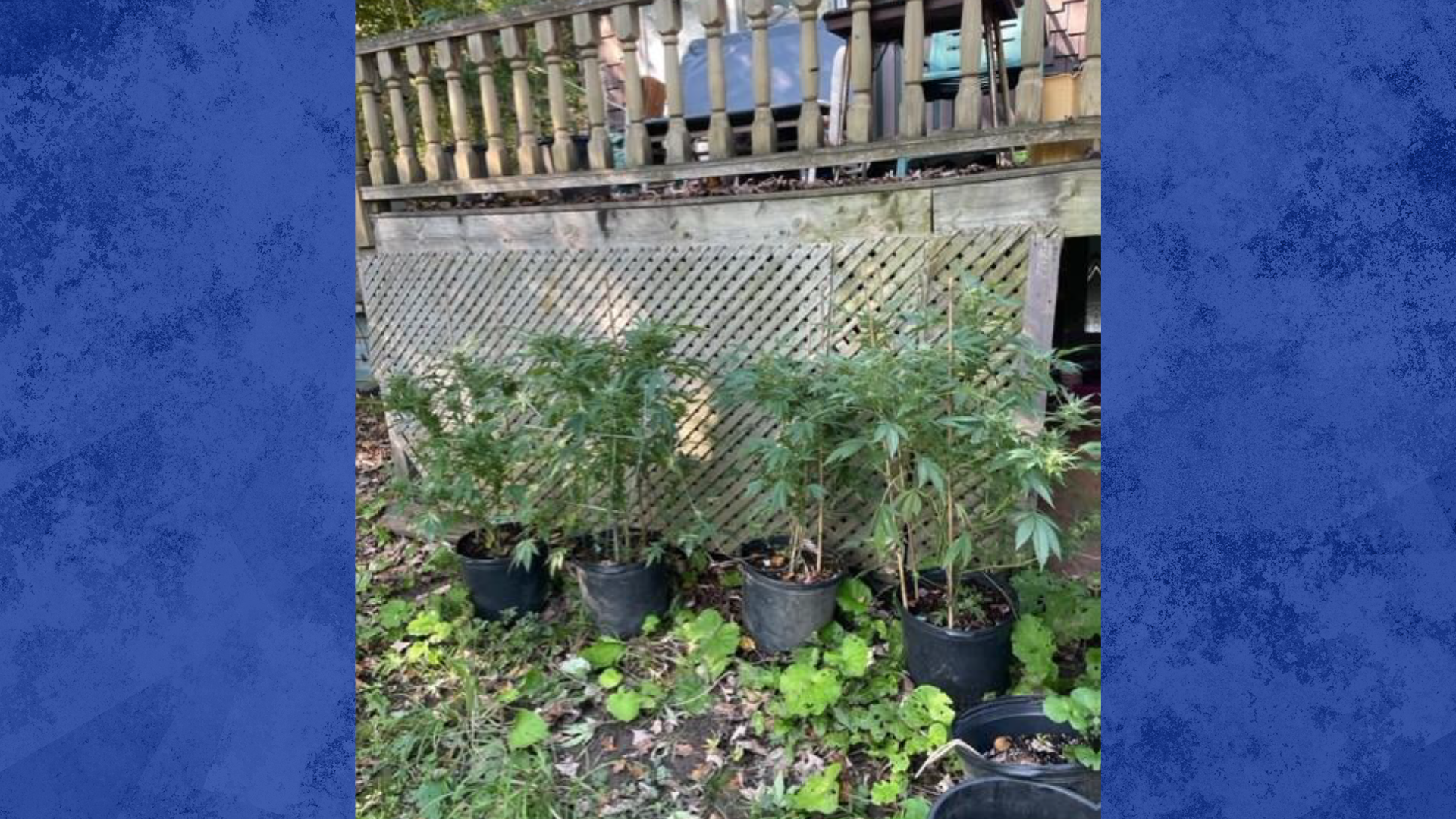 Les enquêteurs Accès Cannabis ont saisi 10 plants de cannabis en terre à Austin, en Estrie.