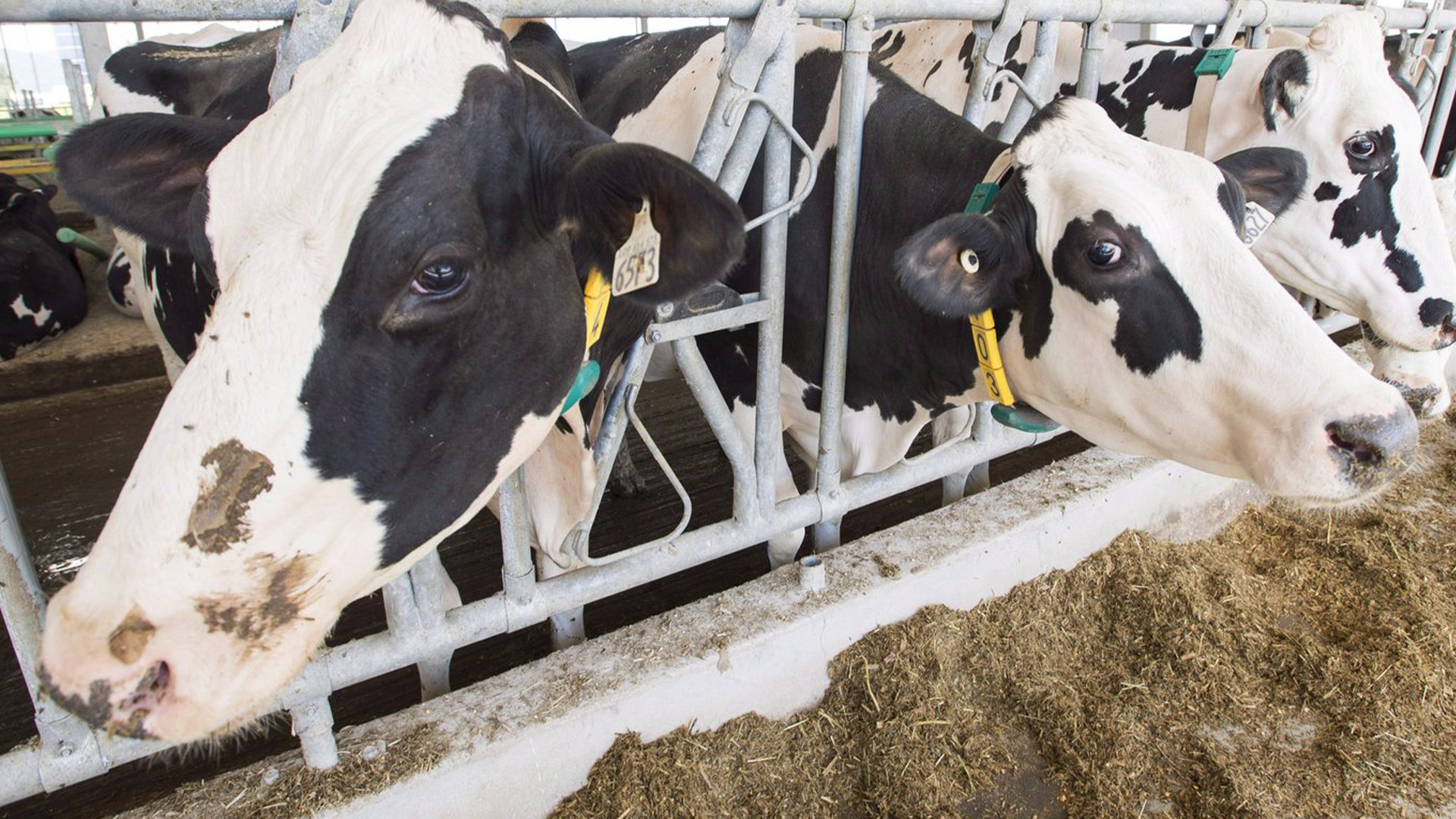 Un comité de règlement a rejeté les plaintes du bureau du représentant américain au commerce concernant la manière dont le Canada attribue ses quotas d’importation de produits laitiers. Des vaches laitières sont vues dans une ferme le vendredi 31 août 2018 à Sainte-Marie-Madelaine Québec.