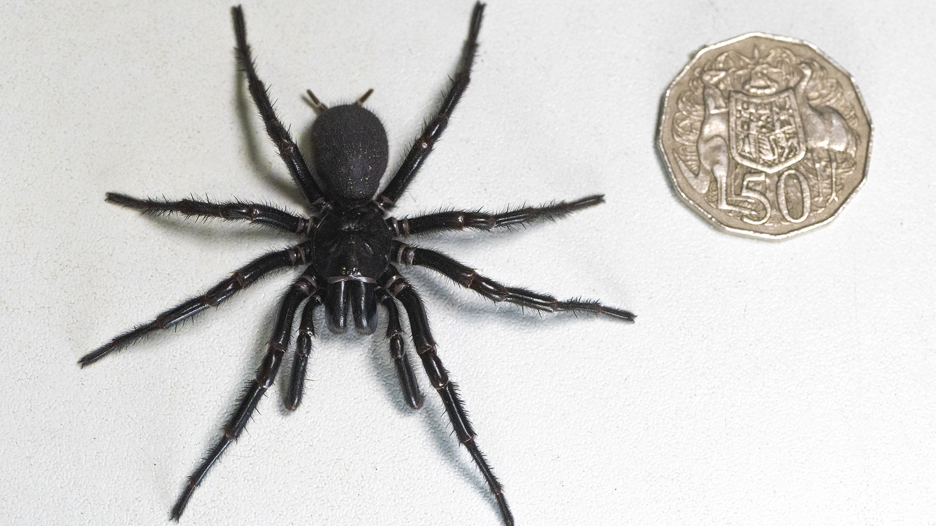 “No”… The largest male specimen of the most venomous spider has been found in Australia