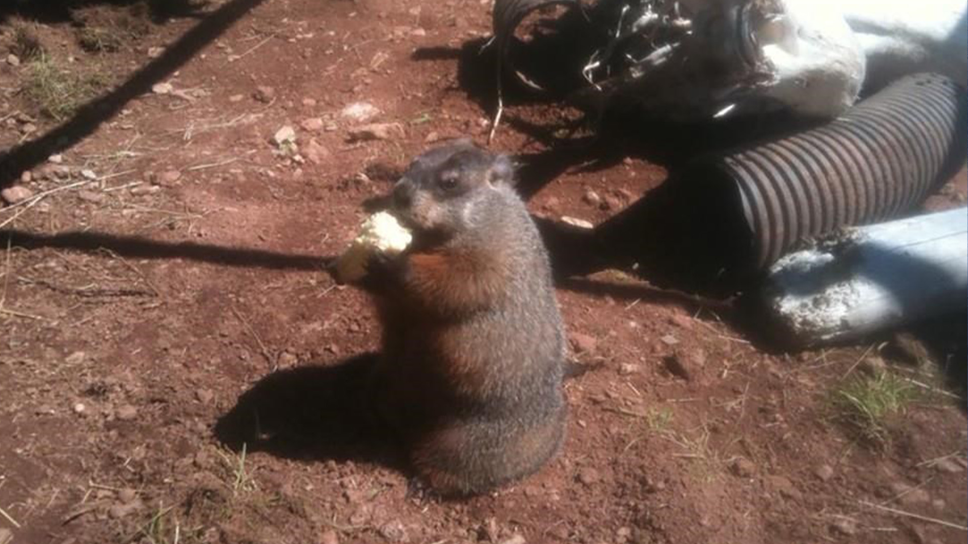 La nouvelle marmotte, aussi appelée Fred, a pris la place de sa prédécesseure, décédée l’an dernier à l’âge de neuf ans. PHOTO PC/HO-Roberto Blondin **MANDATORY CREDIT** 