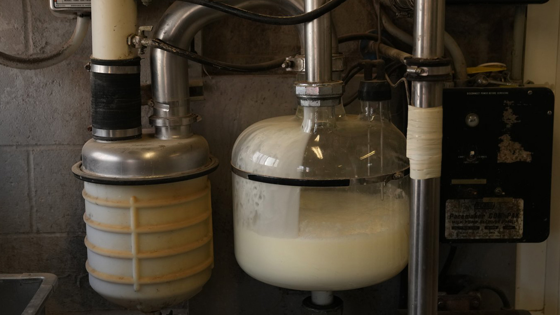 Une entreprise israélienne de technologie alimentaire affirme avoir désormais le feu vert pour vendre ses protéines laitières sans animaux aux fabricants de produits laitiers au Canada. Le lait est collecté sur les vaches d'une ferme laitière à Hamilton, en Ontario, le mercredi 7 juin 2023.