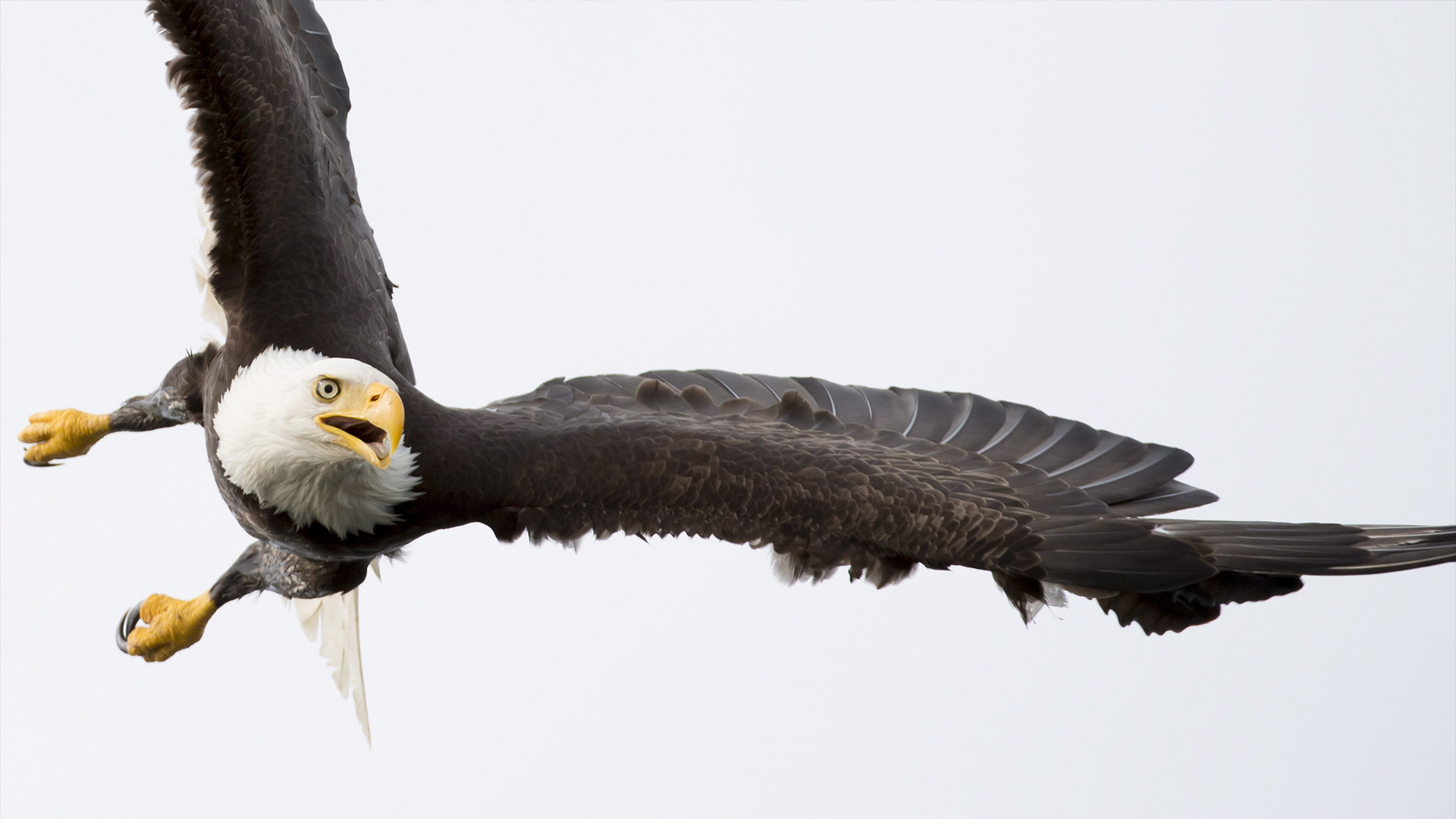 Une ville de Colombie-Britannique annonce que 19 aigles sont morts d'un déversement suspect