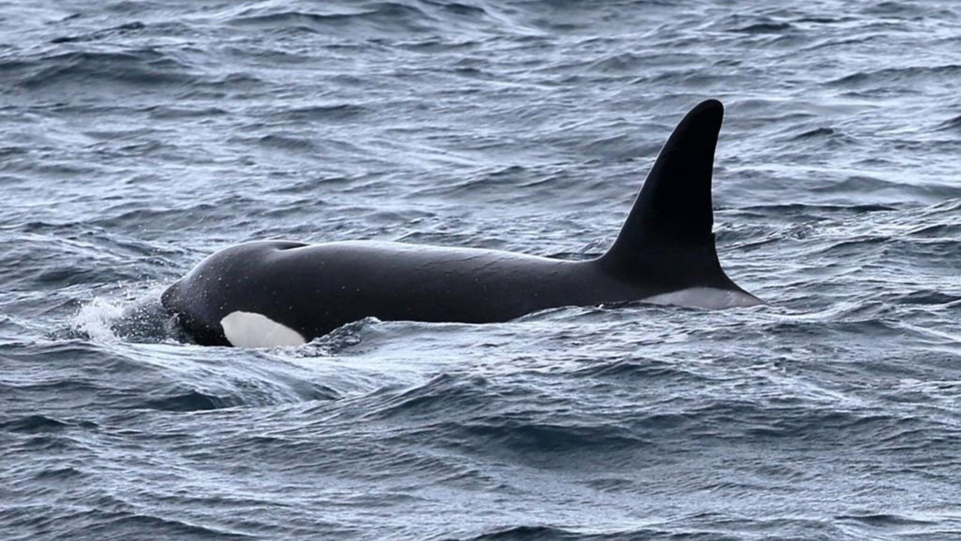 Pesquisadores observaram um grupo de orcas caçando cachalotes