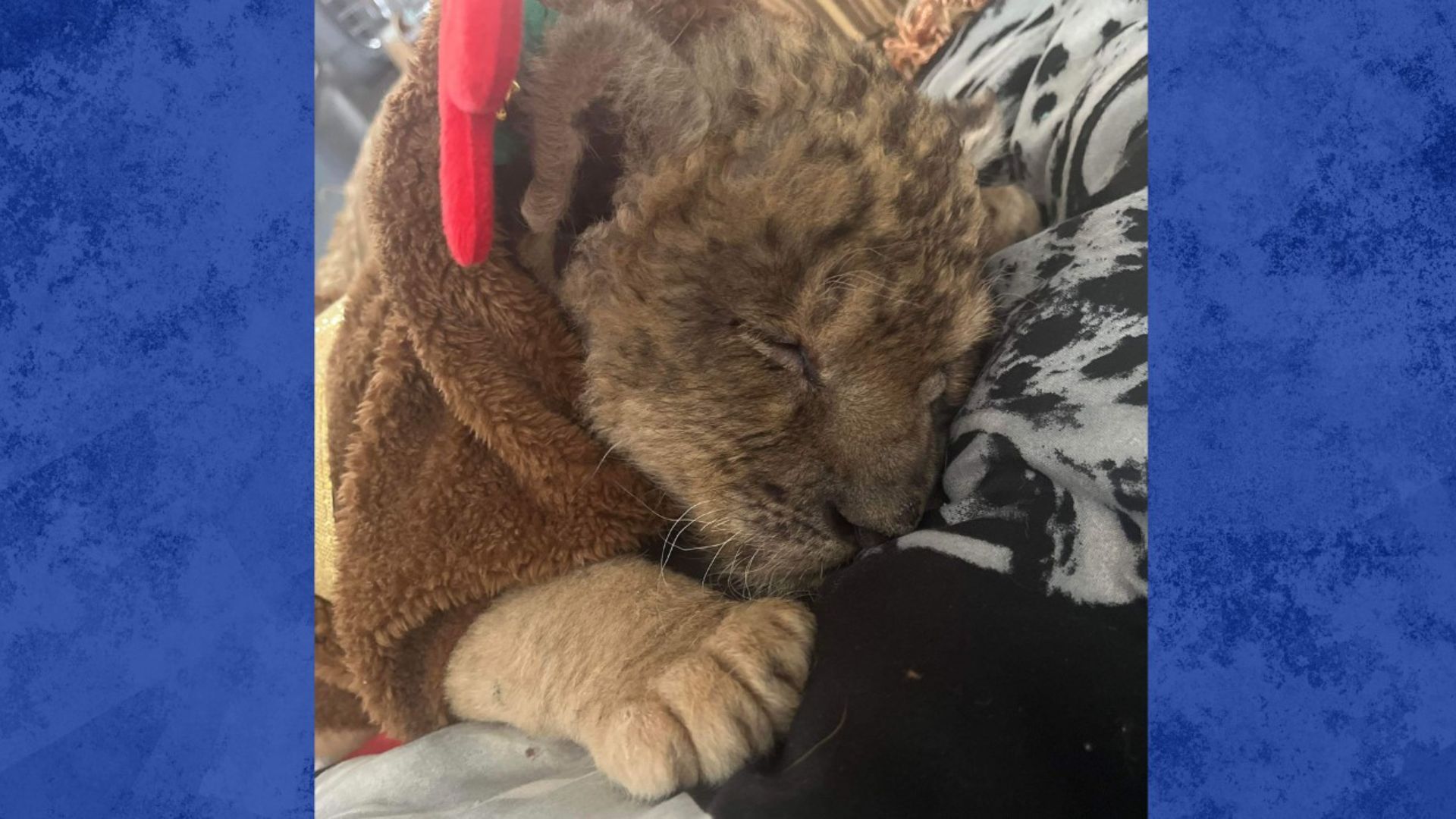 The custody of a lion cub is at the center of a legal battle