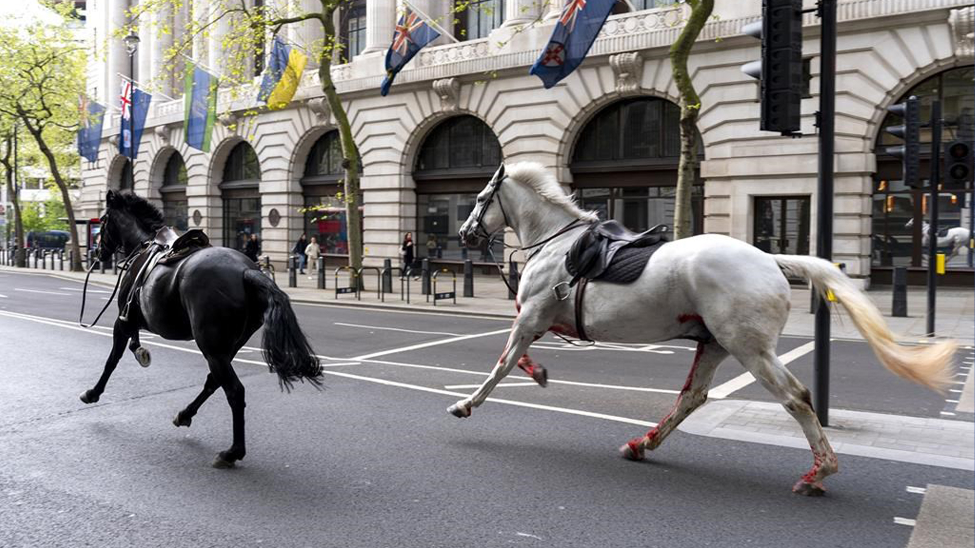 Deux chevaux en liberté s'élancent dans les rues de Londres près d'Aldwych, le mercredi 24 avril 2024. 