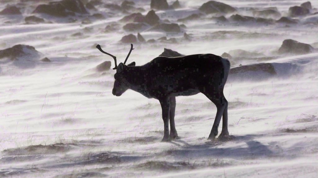 Les populations de caribous du Québec, fortement perturbées par l’activité humaine, poursuivent leur déclin, selon de nouveaux inventaires.