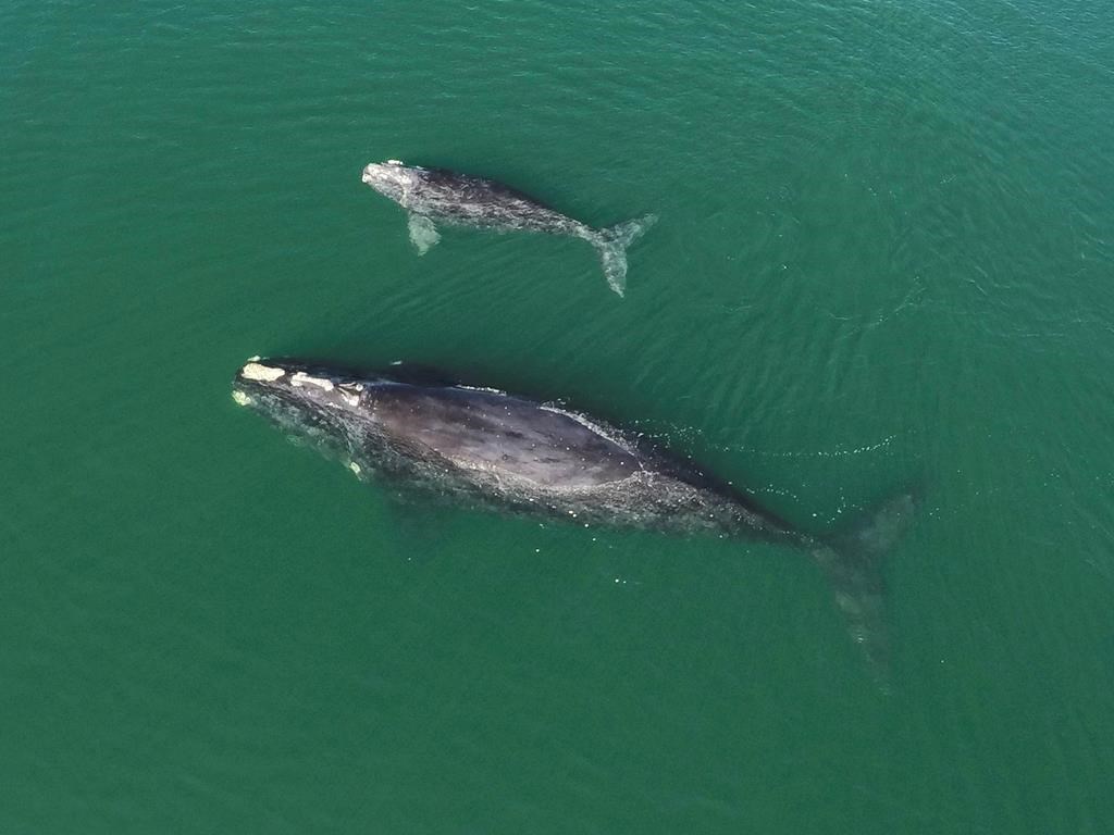 This Jan. 19, 2021 photo provided by the Georgia Department of Natural Resources shows a North Atlantic right whale mother and calf in waters near Wassaw Island, Ga. A scientist who studies the endangered North Atlantic right whales is cautiously optimistic after nine calves were spotted this season in the waters along the eastern coast.THE CANADIAN PRESS/AP-Georgia Department of Natural Resources/NOAA Permit #20556 via AP