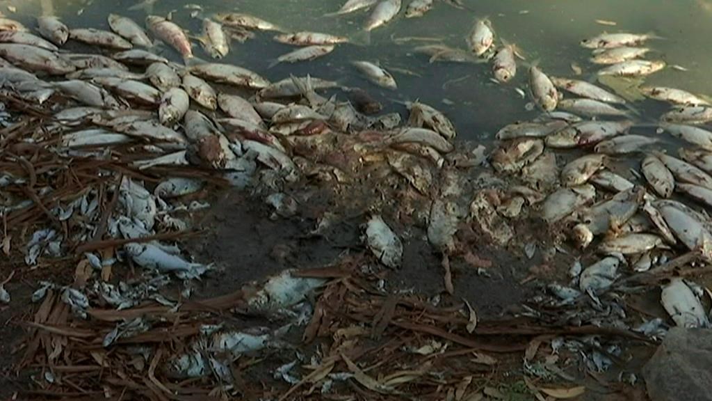 Les habitants de la ville de Menindee, dans l'arrière-pays australien, se sont plaints d'une terrible odeur de poisson mort.