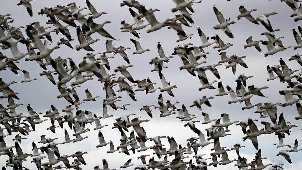 Des oiseaux sauvages avaient apparemment introduit cette souche du virus au Canada en 2021-2022. 