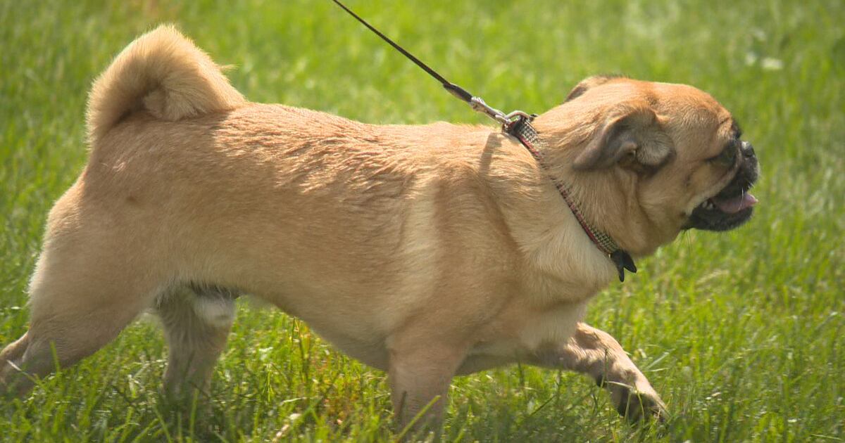 Allergies chez les chiens et chats : repérer les signes à temps