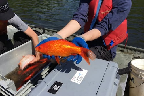Ne jetez pas votre poisson rouge dans un étang