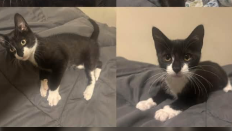 Beltsville Community Cats says Magnolia, a 3.5-month-old tuxedo kitten shown in the rescue group's Facebook post, is known for ‘stealing hearts.’ (Beltsville Community Cats Facebook page)