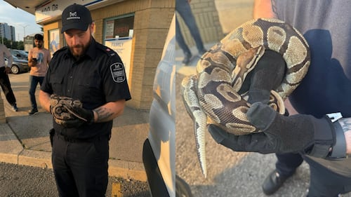 Un python retrouvé dans le moteur d’un véhicule à Mississauga