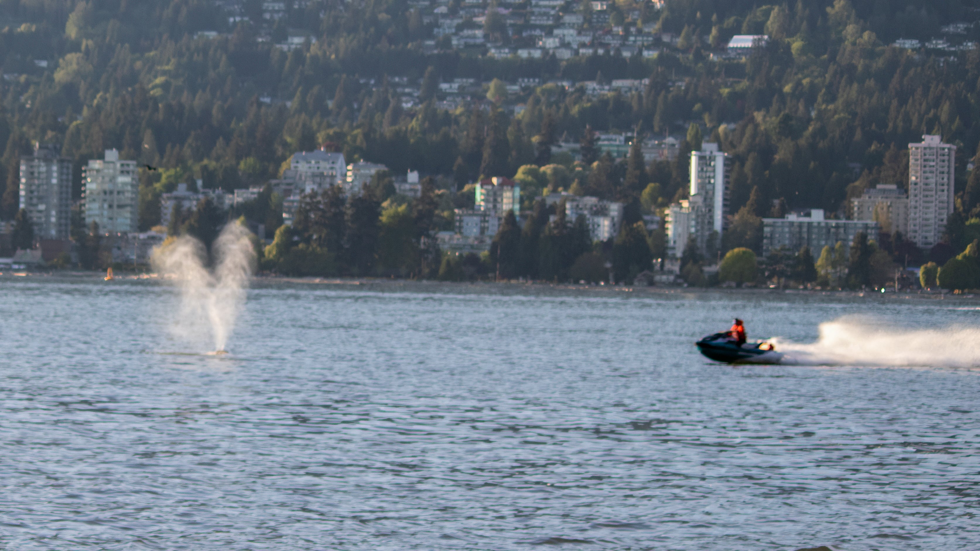 The watercraft approaches the whale prior to the collision. (Micaela Roughton)