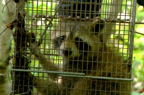 Capturer des ratons laveurs pour freiner la rage qui approche du grand Montréal