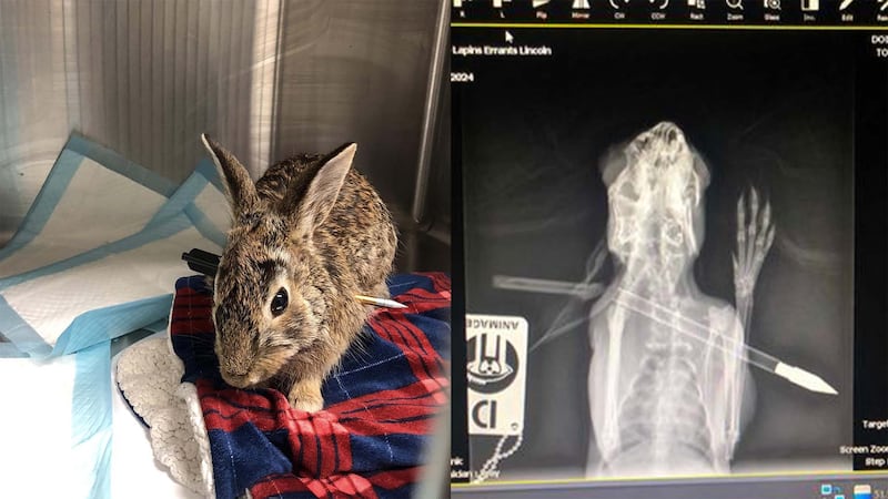 L'équipe du refuge Lobadanaki a dû soigner un lapin qui a été blessé par une flèche. La propriétaire, Anne-Marie Demers, dénonce les actes de violence envers les animaux sauvages.