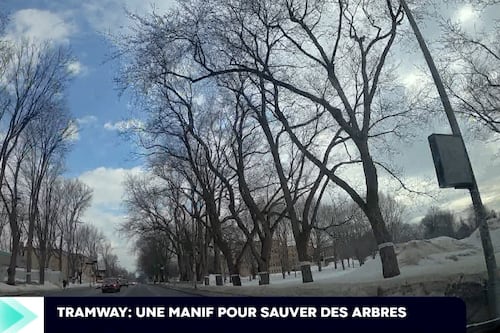Tramway: une manifestation pour suspendre l’abattage des arbres