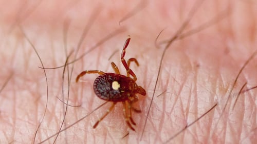 Saison des tiques hâtive et hausse des craintes de maladies associées