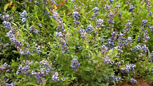 Saviez-vous qu’il existe plusieurs types de bleuets au Québec?