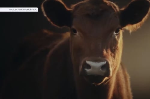 «Mieux traités morts que vivants»: une campagne de la SPCA fait controverse