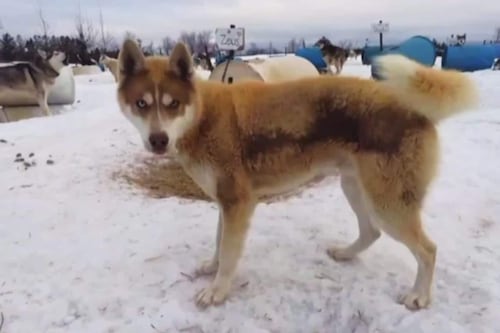 Deux hommes coupables d’avoir tué et blessé des centaines de chiens