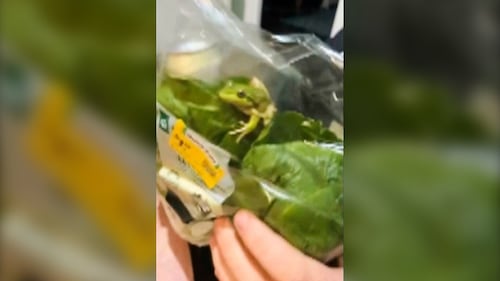 Une petite grenouille verte trouvée dans un sac de laitue
