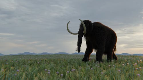 Des mammouths laineux se trouvaient au Québec il y a plus de 100 000 ans, suggère une étude