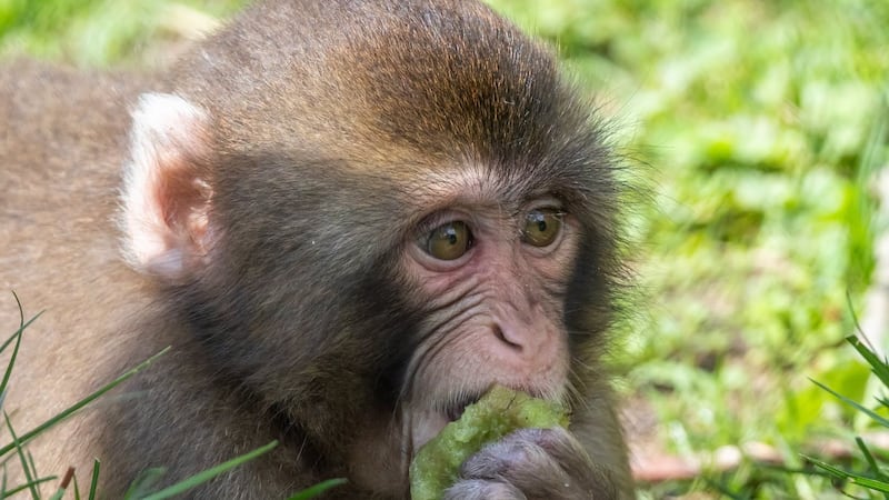 Contacts physiques avec des macaques du Zoo de Granby: attention, dit la santé publique