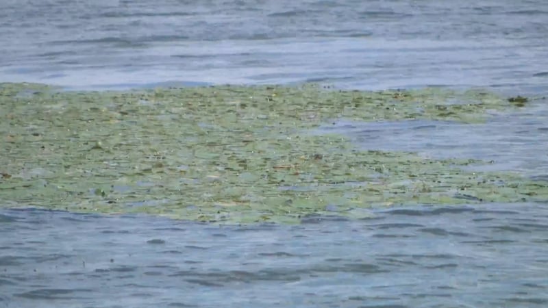 Une ingénieure teste une technologie visant à résoudre le problème des algues dans les lacs