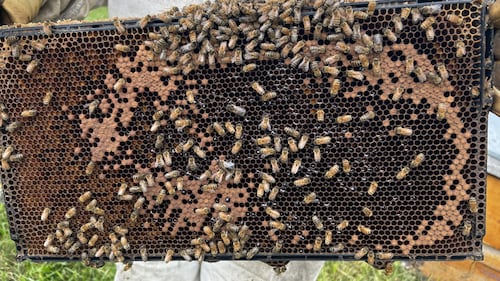 De nouvelles recherches visent à protéger les abeilles mellifères et à renforcer l’agriculture canadienne