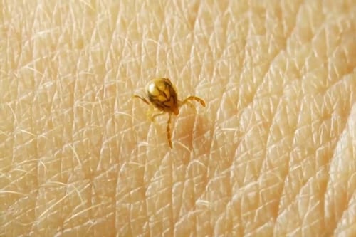 Maladie de Lyme: un médecin explique comment se protéger et comment agir