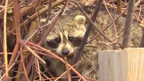 La rage du raton laveur gagne du terrain: Montréal se prépare à immuniser des ratons