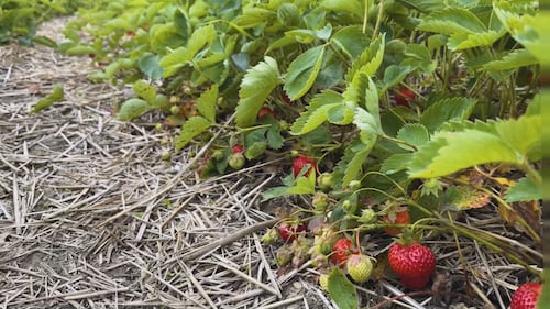 Saison des fraises: un peu de patience pour des paniers bien garnis