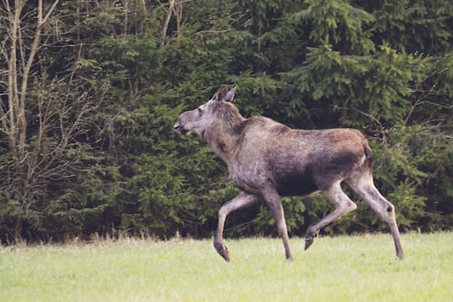 Une chasse à l'orignal moins fructueuse en 2023 dans la zone 28