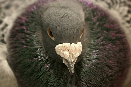 Les pigeons navigueraient avec... leur foie