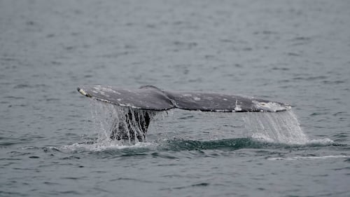 L’effet domino du conflit au Moyen-Orient sur les baleines au large de l’Afrique du Sud