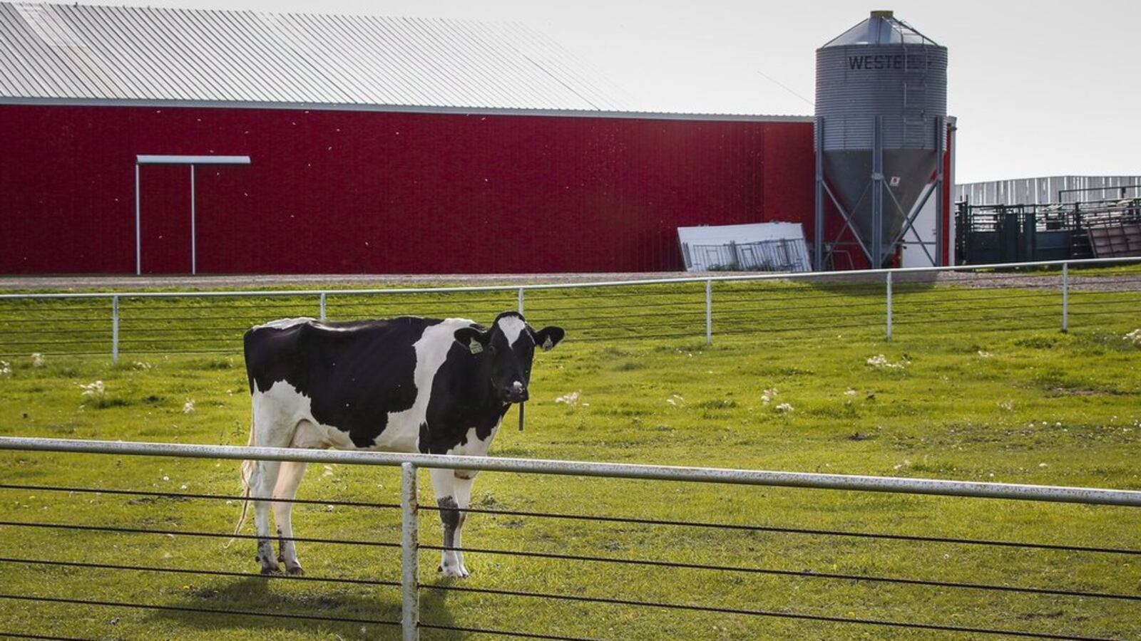 Vache Quebec Vaches en cavale: un éleveur du Québec poursuit son troupeau avec des ...