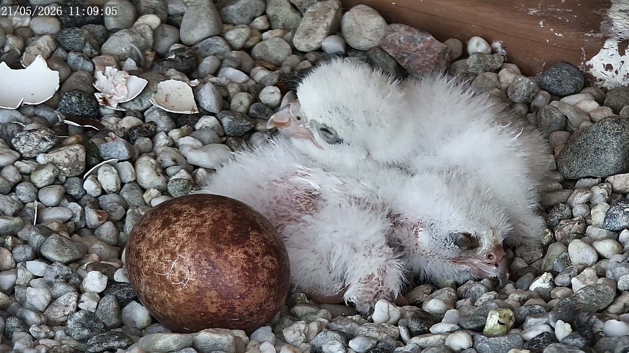 Deux des trois oeufs du couple de faucons pèlerins qui a élu domicile à l'UdM ont vu le jour, 21 mai 2026.