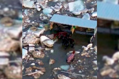 Chevaux coincés dans une rivière: une voisine dénonce la décision «inconcevable» de l’écurie