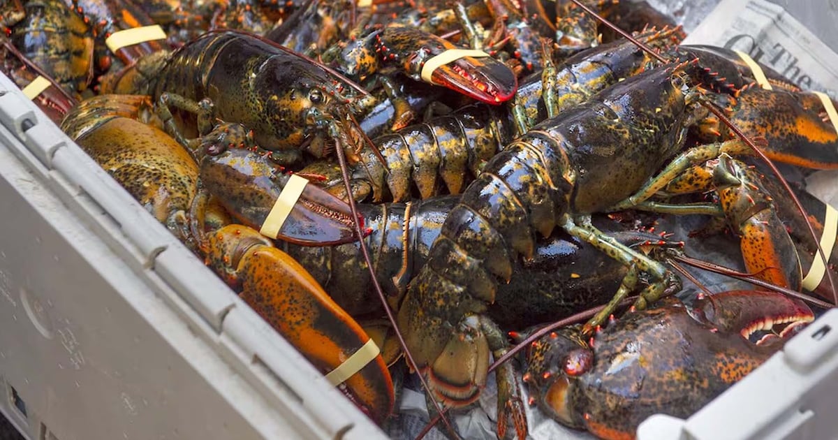 Hommards Les homards souffrent-ils lorsqu’ils sont ébouillantés vivants?