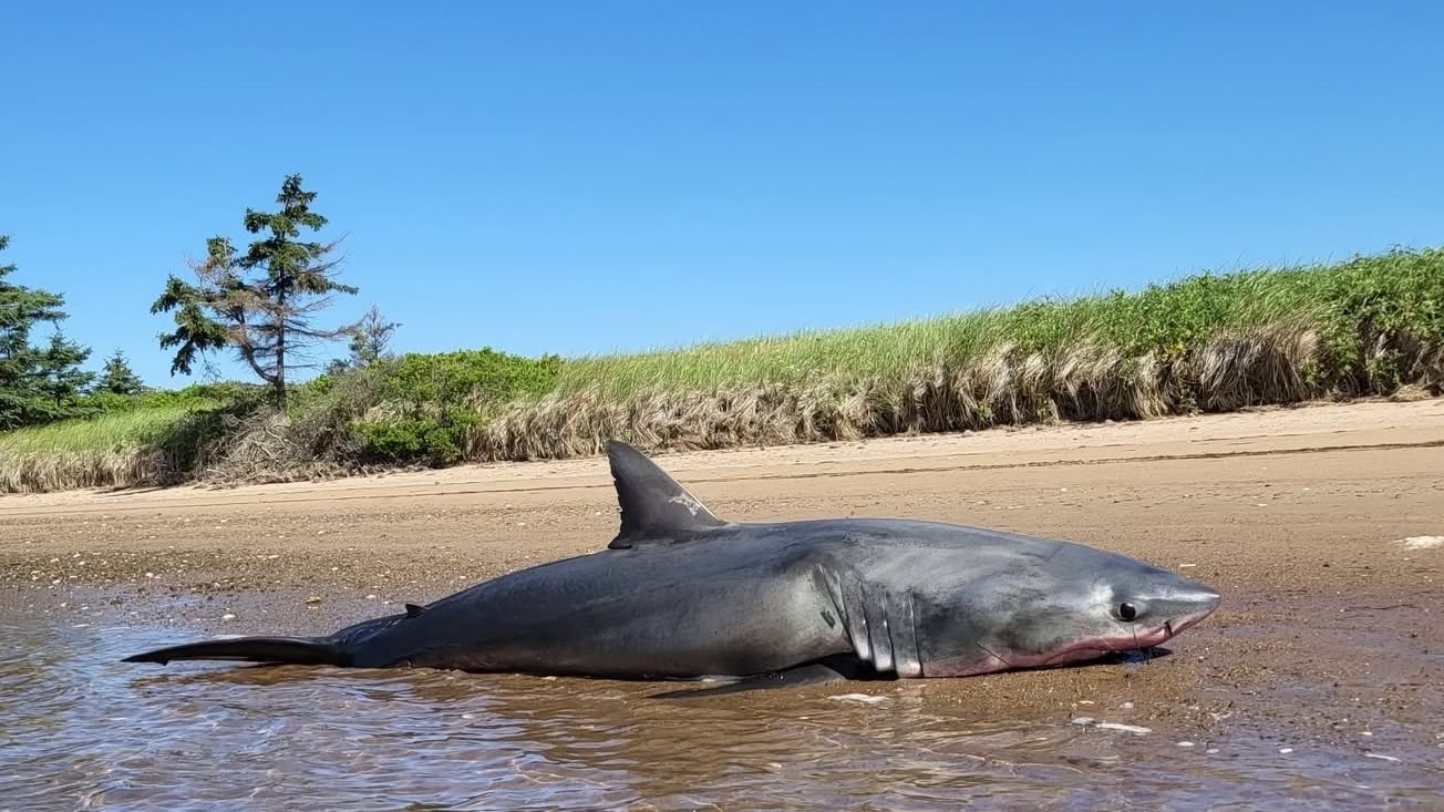 A dead great white shark is seen on a beach near Pictou, N.S., in July 2026. (Marine Animal Response Society/Facebook)