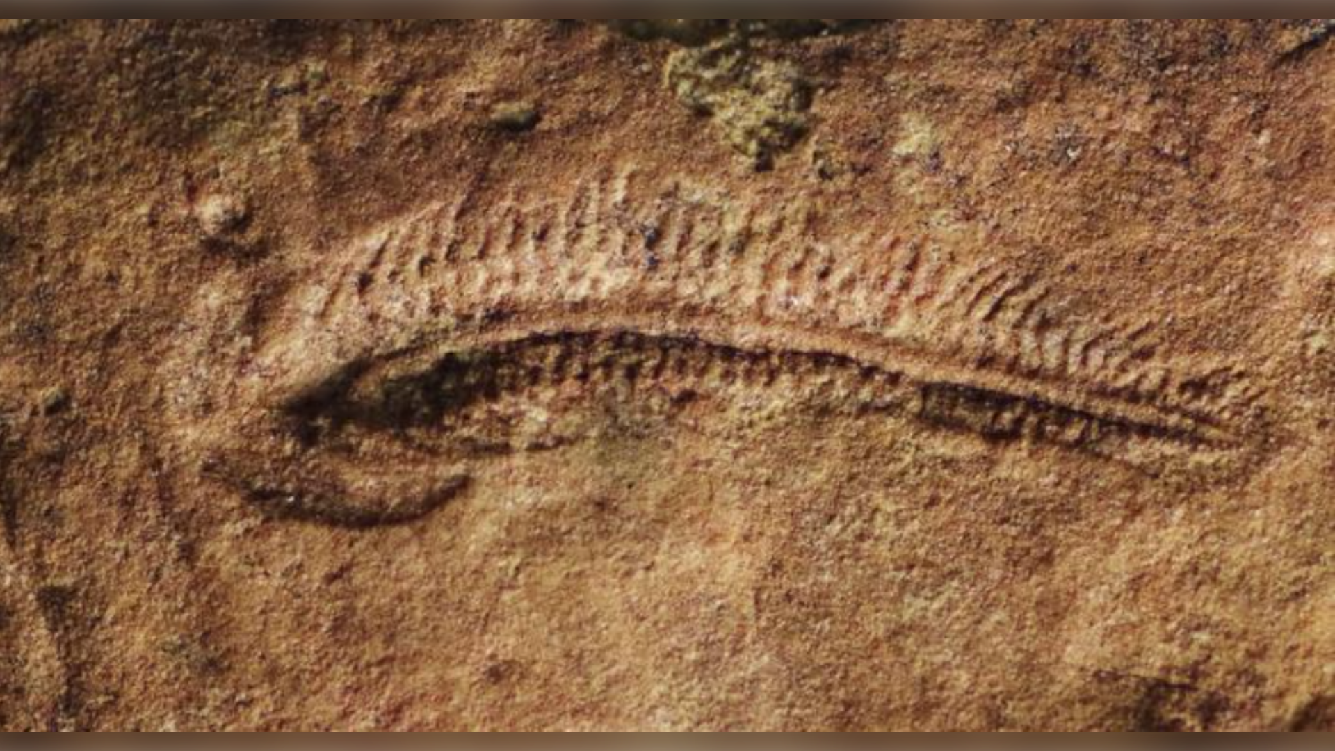 A fossil of Spriggina floundersi collected in South Australia is shown in this undated photo. (Scott Evans / AMNH)