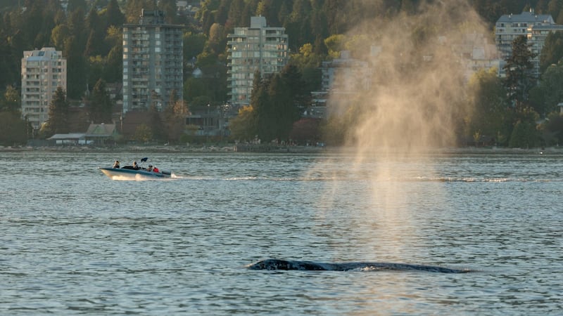 Une baleine impliquée dans un accident avec une motomarine semble avoir survécu