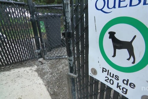 «Invivable»: l’administrateur d’un groupe Facebook sur les chiens visé par des menaces