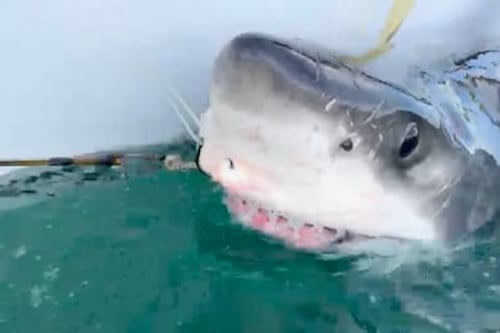 Un requin blanc observé dans les eaux près des Îles-de-la-Madeleine
